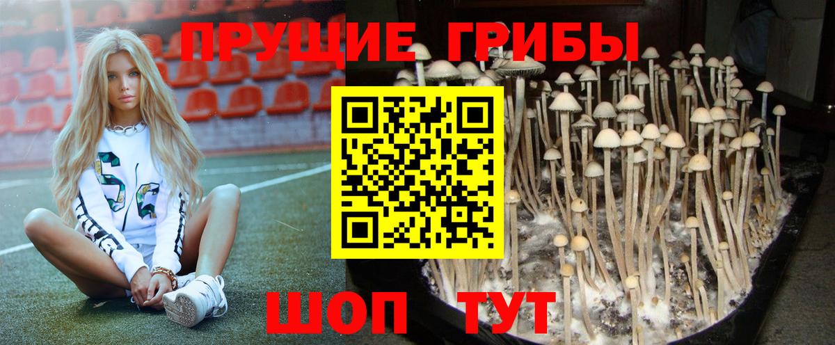Галлюциногенные грибы Psilocybe  Вход с VPN  Кумертау 